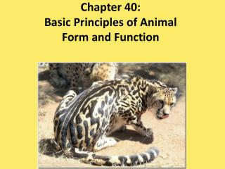 Chapter 40: Basic Principles of Animal Form and Function