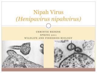 Nipah Virus (Henipavirus nipahvirus)