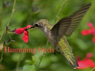 Humming birds