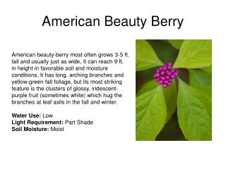 American Beauty Berry