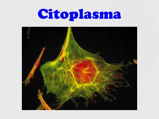 Citoplasma