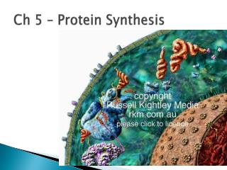 Ch 5 – Protein Synthesis