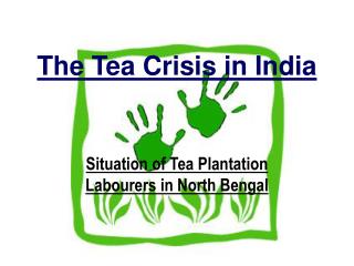 The Tea Crisis in India