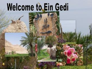 Welcome to Ein Gedi