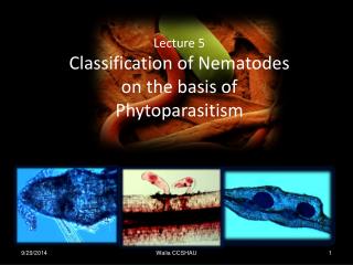 Lecture 5 Classification of Nematodes on the basis of Phytoparasitism