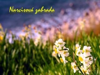 Narcisová zahrada