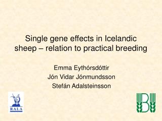 Single gene effects in Icelandic sheep – relation to practical breeding