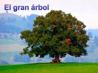 En el centro de un gran bosque había un gran árbol, un magnífico árbol para los que lo veían.