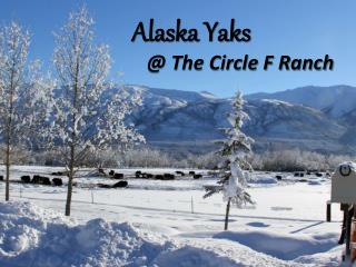 Alaska Yaks