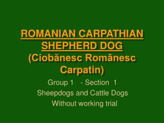 ROMANIAN CARPATHIAN SHEPHERD DOG (Ciobănesc Românesc Carpatin)