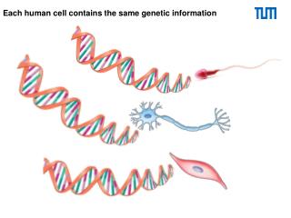 Each human cell contains the same genetic information