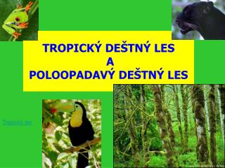 TROPICKÝ DEŠTNÝ LES A POLOOPADAVÝ DEŠTNÝ LES