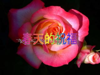 Figure: upload.wikimedia/wikipedia/commons/4/4e/Bridal_pink_-_morwell_rose_garden.jpg