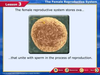 The Female Reproductive System