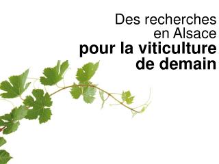Des recherches en Alsace pour la viticulture de demain