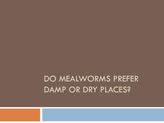 DO MEALWORMS PREFER DAMP OR DRY PLACES?