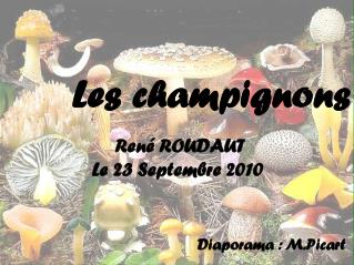 Les champignons