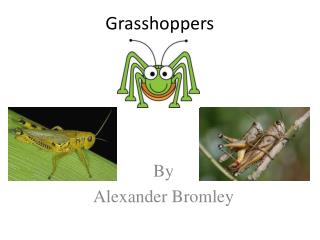 Grasshoppers