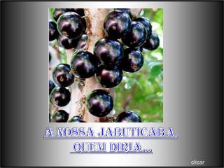 A NOSSA JABUTICABA, QUEM DIRIA...