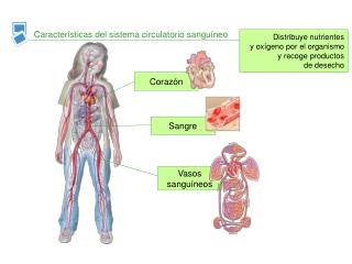 Características del sistema circulatorio sanguíneo
