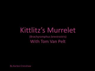 Kittlitz’s Murrelet (Brachyramphus brevirostris) With Tom Van Pelt