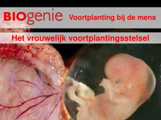 Voortplanting bij de mens