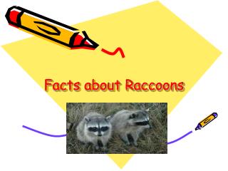 Facts about Raccoons