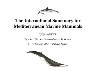 The International Sanctuary for Mediterranean Marine Mammals