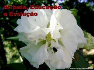 Atitude, Educação e Evolução