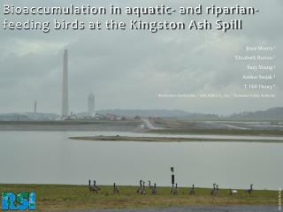 Bioaccumulation in aquatic- and riparian-feeding birds at the Kingston Ash Spill