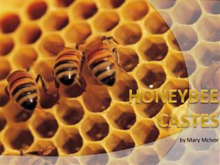 Honeybee Castes