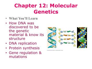 PPT - Chapter 12: Molecular Genetics PowerPoint Presentation, free ...