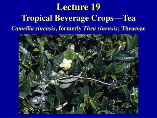 Lecture 19 Tropical Beverage Crops—Tea