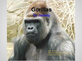 Gorillas