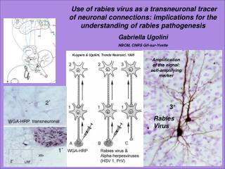 Rabies Virus