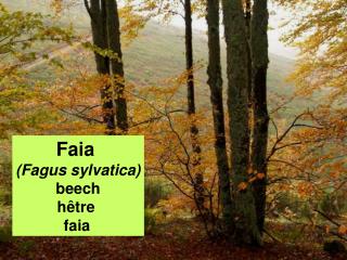 Faia (Fagus sylvatica) beech hêtre faia