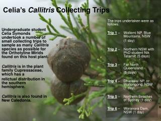 Celia’s Callitris Collecting Trips