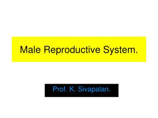 Male Reproductive System.
