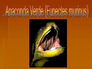 Anaconda Verde (Eunectes murinus)