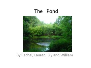 The Pond