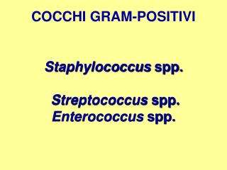 COCCHI GRAM-POSITIVI Staphylococcus spp. Streptococcus spp. Enterococcus spp.