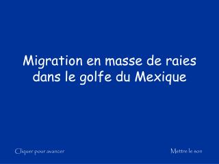 Migration en masse de raies dans le golfe du Mexique