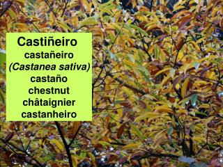 Castiñeiro castañeiro (Castanea sativa) castaño chestnut châtaignier castanheiro