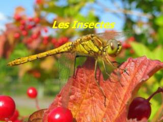 Les Insectes