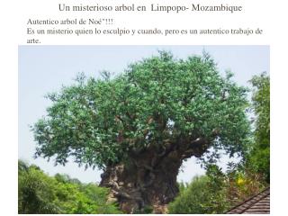 Un misterioso arbol en Limpopo- Mozambique