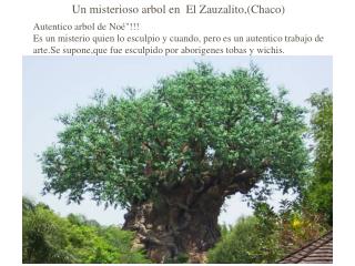 Un misterioso arbol en El Zauzalito,(Chaco)