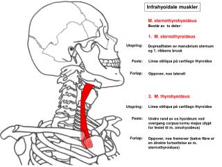 Infrahyoidale muskler