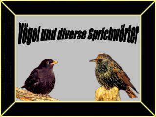 Vögel und diverse Sprichwörter