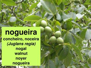 nogueira concheiro, noceira (Juglans regia) nogal walnut noyer nogueira