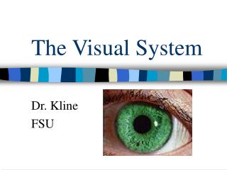 The Visual System